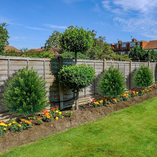 CedarGreen