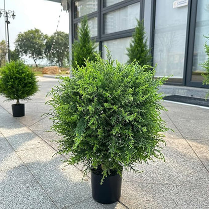 CedarGreen
