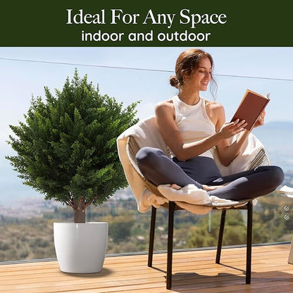 CedarGreen